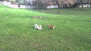 Ella and Oli, best friends. Mucky Paws Dog Walking Service
