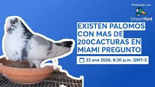 EXISTEN PALOMO CON MAS DE 200 CACTURAS EN MIAMI PREGUNTO