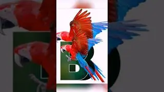 Letter Poster Design in Canva | Quick and Easy Tutorial for Beginners #tutorial #shortsfeed #canva