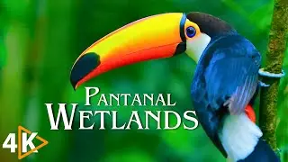 Pantanal Wetlands: A Breathtaking 4K Journey with Tranquil Ambient Music