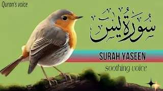 Surah Yaseen most beautiful and heart touching recitation by Shaikh Ala'a Aqel 