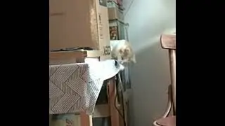 acrobatic studies are performed by cats.. #animals #animalsvideo  #cats #cute #catsmartvideo