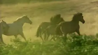 Oliver - Mission Hill Family Estate Winery (Red Barn) - Wide shot of wild horses galloping