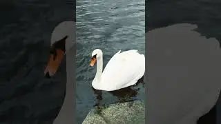 #swans  10 жовтня 2025 р.