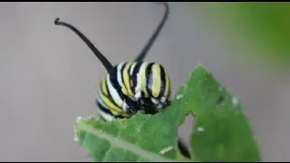 Жизненный цикл бабочки монарх