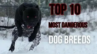 Watch Out for These DANGEROUS Dogs!