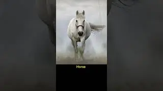 Horse #soundeffect #horse #horsesound #horseriding