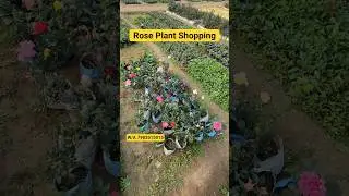 Rose Plant Shopping👍Online Rose Plant Sell🌹Rose Plant Nursery Visit Bareilly🌹#shorts #rose