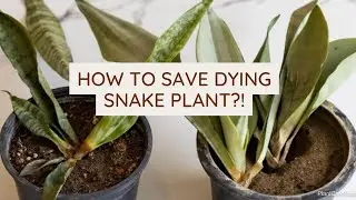 How to Save Dying Snake Plant?