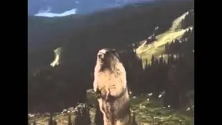 marmot scream