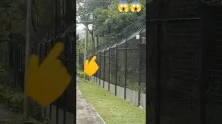 OMG 😲😲 monkey video #funny #memes #funnymemes #desibeat #laughing #ooh_no_no #laughingface #youming