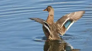 Mallard Behavior : A Female Duck Flapping and Wiggling on the Water