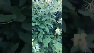 Orlovi nokti cveće