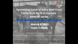Optimizing value of dairy beef cross cattle from birth to harvest - Calf Care