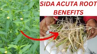 Health Benefits of Sida Acuta Root