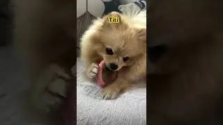 Uma fofura passando por aqui #titi #vlog #dog #luludapomerania #love