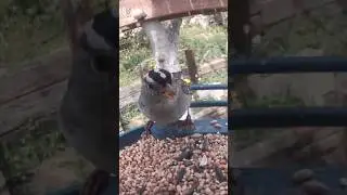 White crowned sparrow eats with a voracious appetite #birds #birdcam #birdfeeder #birdslover #shorts