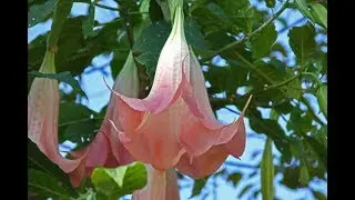 The Toxic Flower In Our Backyard