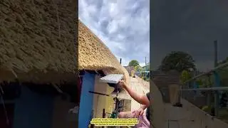 Straw Roof Craftsmanship: Old Technique, New Beauty.