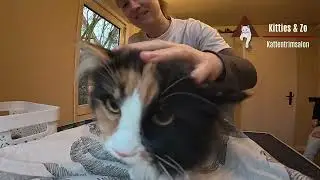 een jonge en nieuwsgierige kat