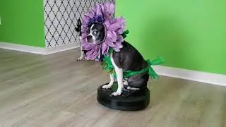 Masked Singer Flower Dog on a Roomba