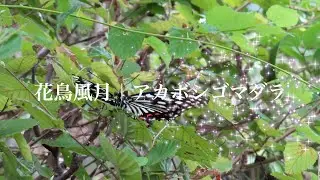 花鳥風月｜アカボシゴマダラ Hestina Assimilis