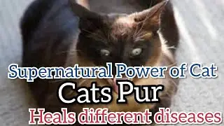 Supernatural Power of Cats/ Learn to use it