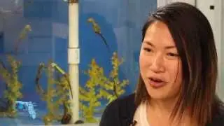 Episode 4: Seahorse Aquaculture and Conservation | Water as Habitat