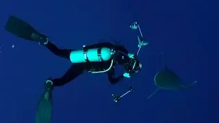 The Zen Shark Warrior | Ninja Sharks