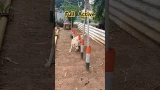 Smart RPF Dog 8 years Full Active #railwayprotectionforce #railway #viralvideo #shorgvideo