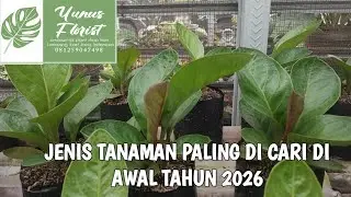 Uptade harga tanamna hias terbaru diyunus florist wa. 081259047498