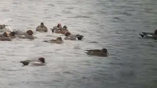 American Wigeon - Mareca americana - Amerikaanse smient