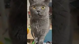 This Cat Deserves a Comedy Award 🏆😹#cutecats