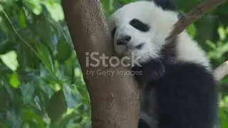 Panda Life: Fun Facts for Kids! 🐼