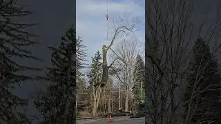 WHO IS THE BIGGEST AND BESTEST TREE SERVICE COMPANY IN THE PHILADELPHIA AREA
