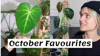 Favourite Houseplants of October 2020