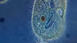 Stylonychia - phase contrat microscope