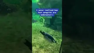 Wait for it&hellip; Penguins Swim Pretty Fast it&rsquo;s amazing!!! #penguin #penguins #zoo #kansascity #animals
