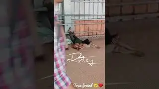 😇🐶true friendship status 🥰||animal lover whatsapp status|| dog lover status||#shorts#ytshorts