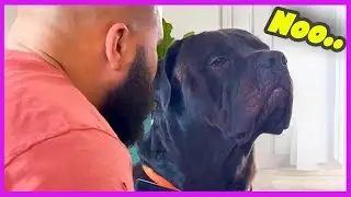 Dogs Being Dramatic Funny Dog Videos Try Not to Laugh Dogs Smart Dogs Compilation