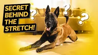 Why Do Dogs Stretch When They See You