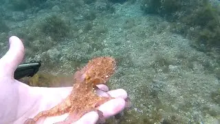 Nilox Dual S 4K underwater. Video realizzati a mare, sott' acqua, con la action cam subacquea.