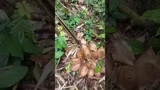 una mata de taparo