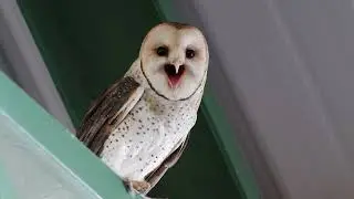 Lechuza, Barn Owl (American) (Tyto alba tuidara)