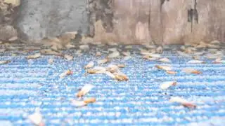Hydrex Pest Control