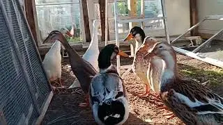 Duckies seeing their new future coop! 9/8/25 123 days old