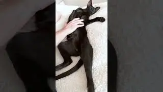 Не пойду в спортзал #shorts 😸 ЧЕРНЫЙ ОРИЕНТАЛ