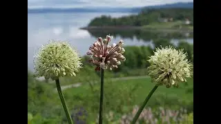 Flowering Allium victorialis at Ringve in June 2025