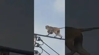 Monkey carrying baby walking on electric wire #funny #animals #monkey #babymonkey #electricwire