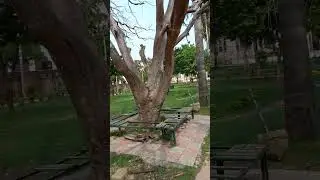 Музей Догра , Джамму.